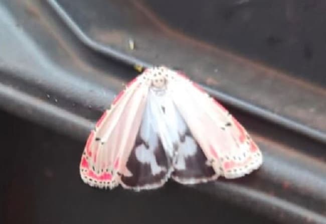 Foto de Nossa Senhora Aparecida surge em borboleta no Paraná