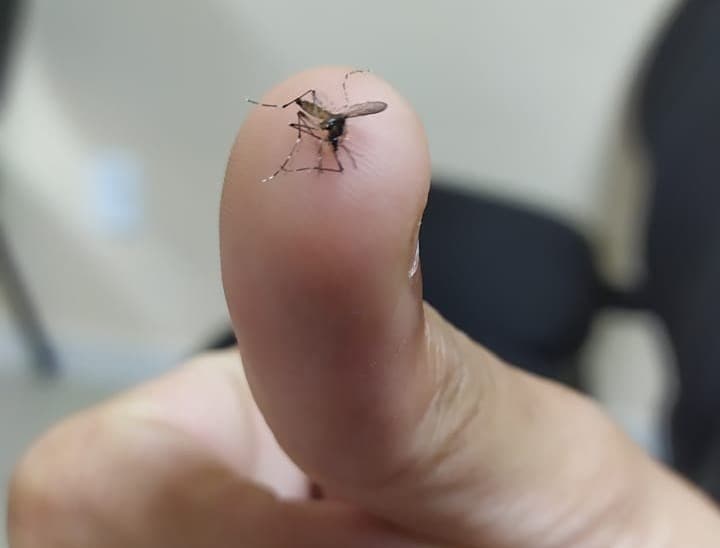 Secretária da Saíde pede que poopulação busque atendimento médico em caso de sintomas  (Foto: Governo do ES)
