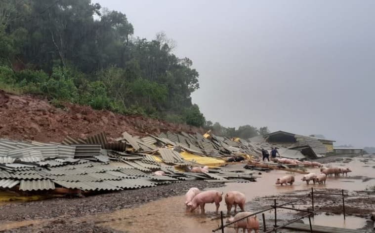 Animais ficaram desabrigados devido a mau tempo (Foto: Arquivo pessoal)