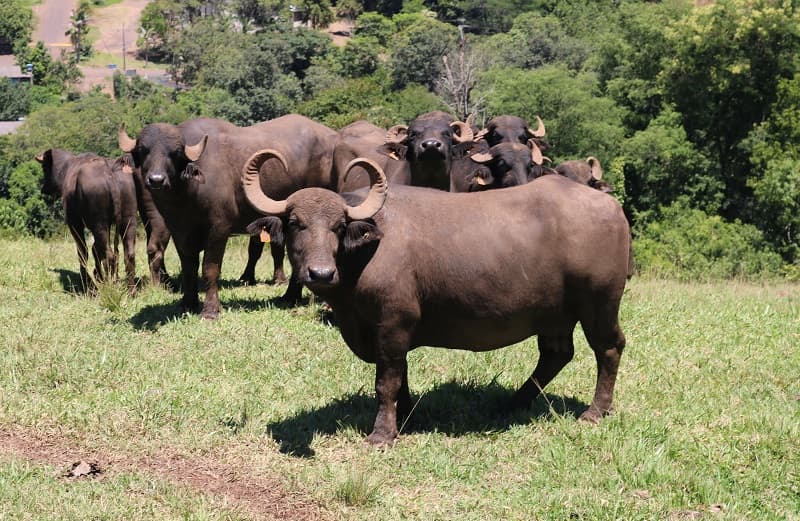 A vida média de um búfalo na natureza é de cerca de 25 anos (Foto: HP)