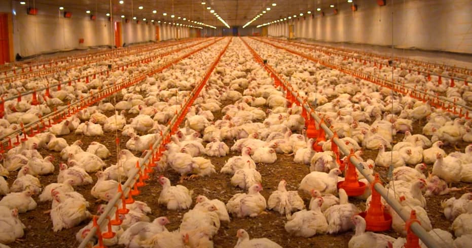 Avicultura garante mais de 70 mil empregos e movimenta R$12,7 bi em SC