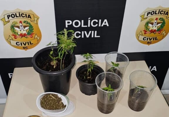 Plantação de maconha é descoberta no Oeste