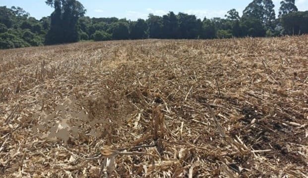 Ao plantar milho, agricultor leva susto com cadáver