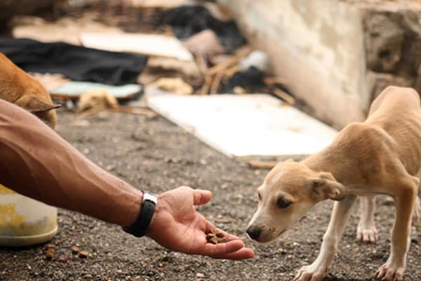 Alesc aprova criação de cadastro estadual de protetores de animais