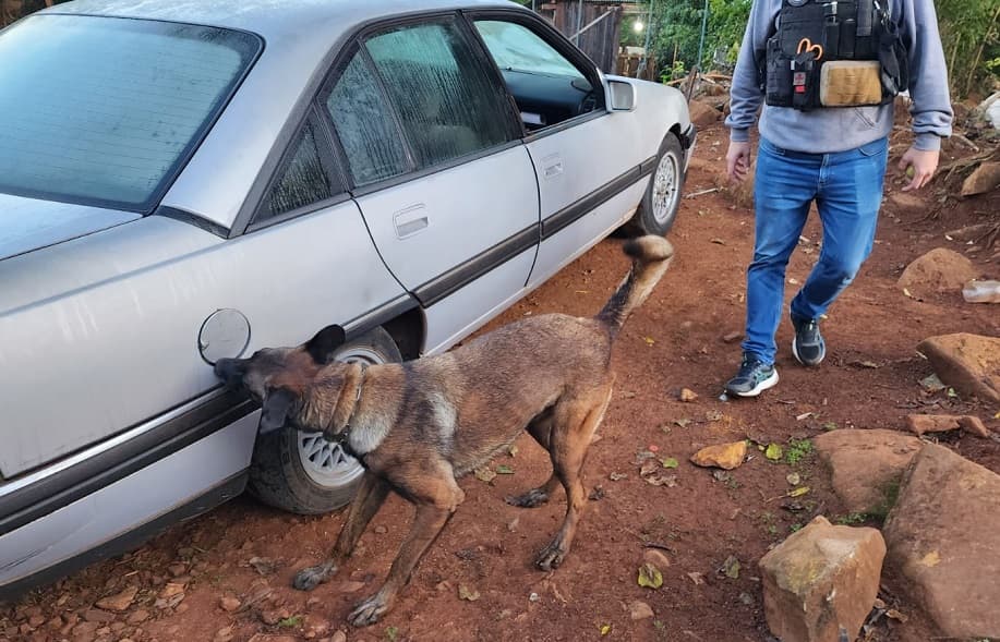 Cão de faro foi usado na ação (Foto: Polícia Civil)
