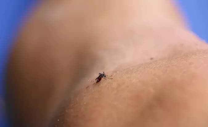 Criança com 11 anos é diagnosticada com dengue (Foto: Divulgação/NIAID/ND)