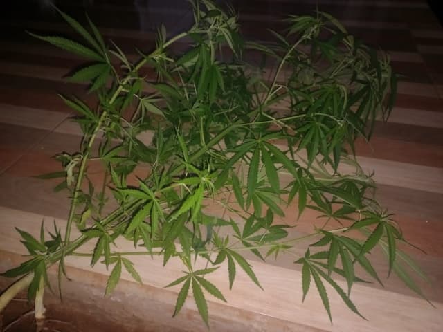 Plantação foi apreendida em São Miguel do Oeste (Foto: PM)