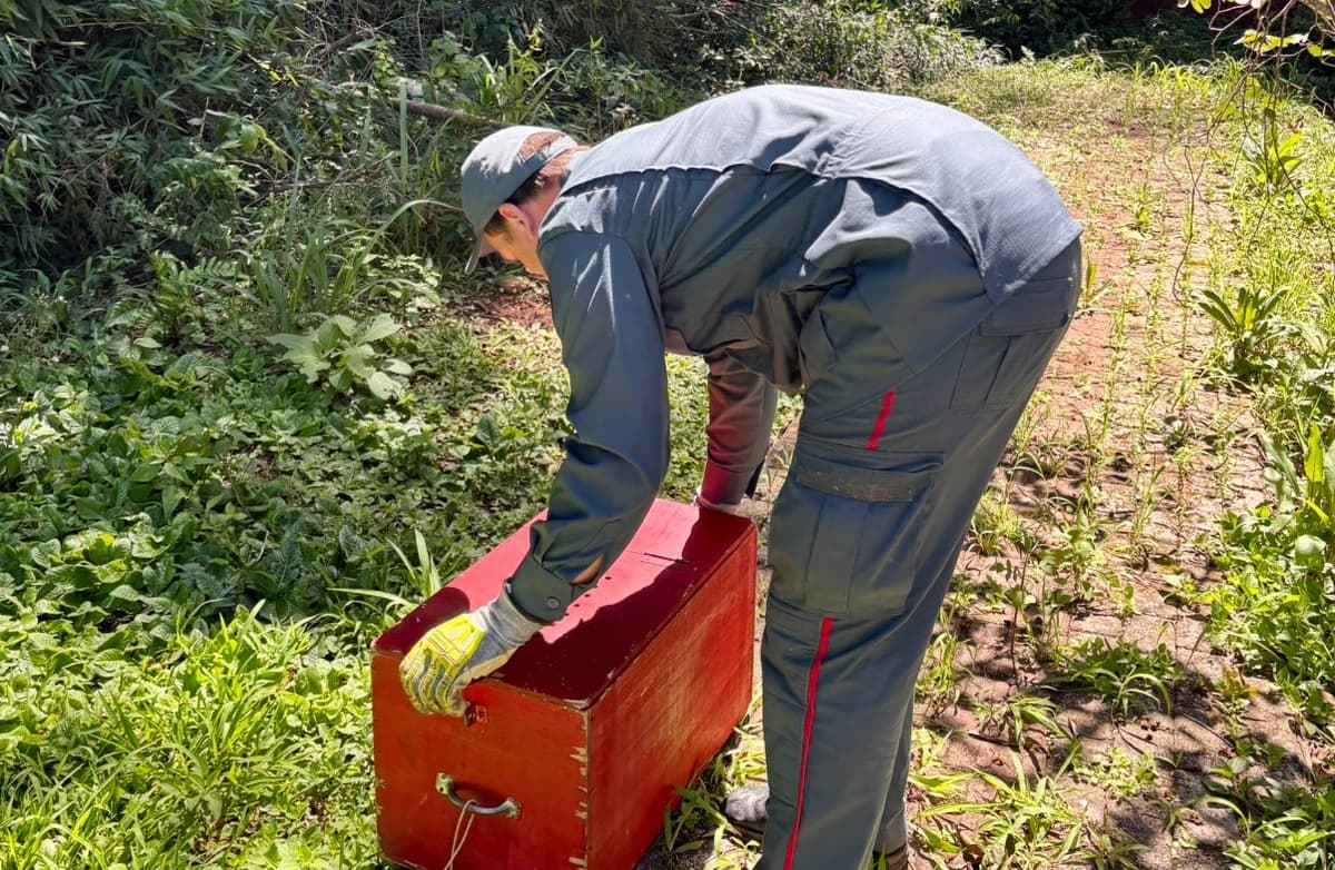 Espécie parou dentro de caixa antes de ser libertado novamente (Foto: Corpo de Bombeiros)