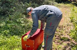 Espécie parou dentro de caixa antes de ser libertado novamente (Foto: Corpo de Bombeiros)