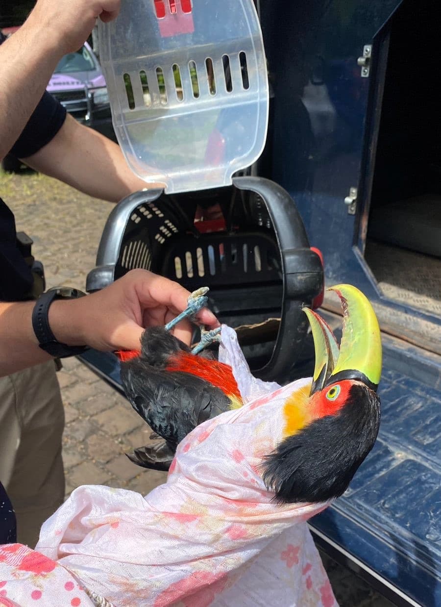 Tucano é encontrado ferido ao lado de rodovia