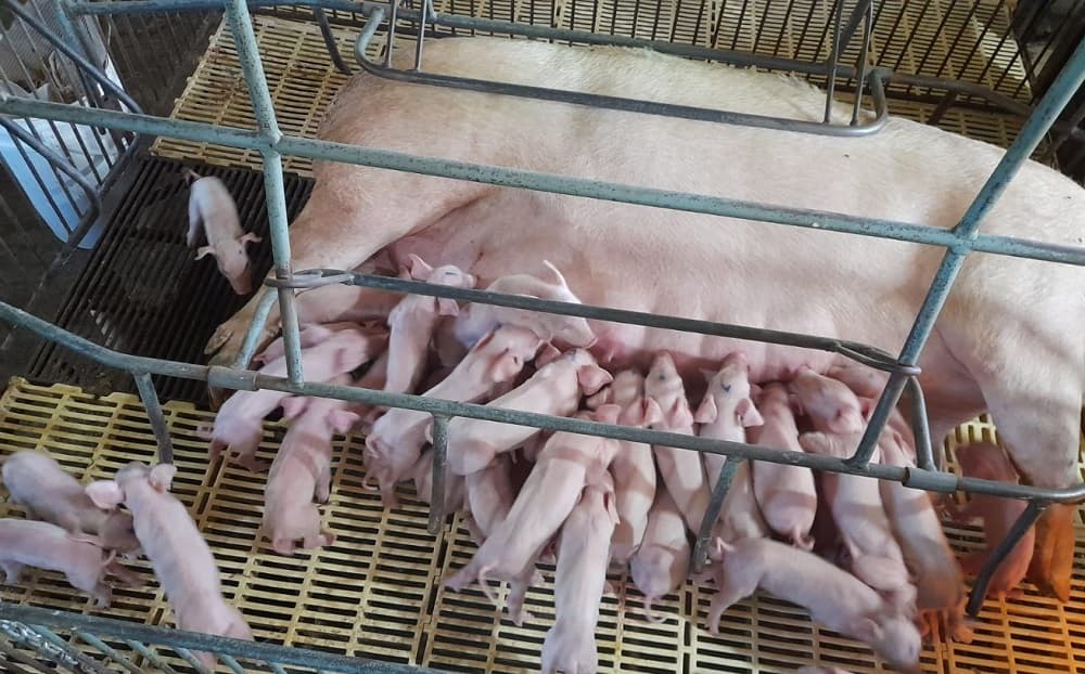 Porca dá à luz 41 leitões em granja no interior de Faxinal dos Guedes