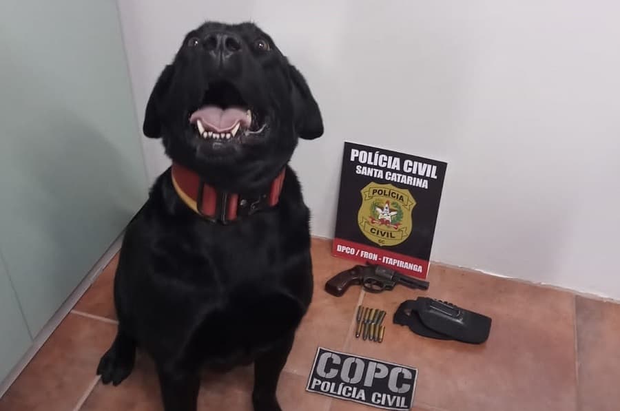 Cachorro farejador ajudou a polícia (Foto: PC)