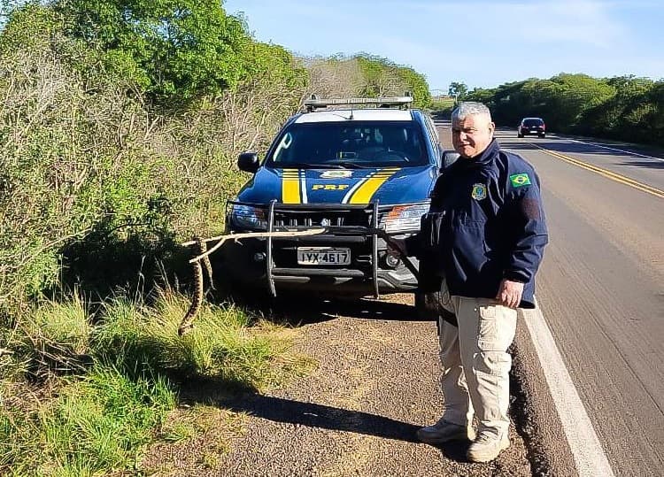 Serpente estava agitada (Foto: PRF)