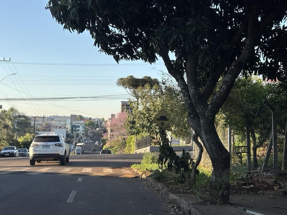 Gato fica dois dias em árvore se escondendo de cachorro
