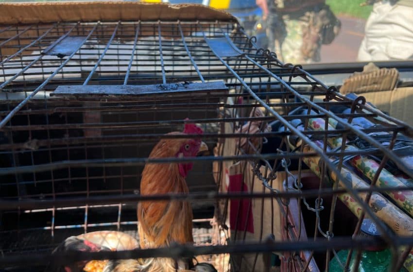 Animais estavam em gaiola e foram usados como "ajudantes" (Foto: Divulgação / PRF)