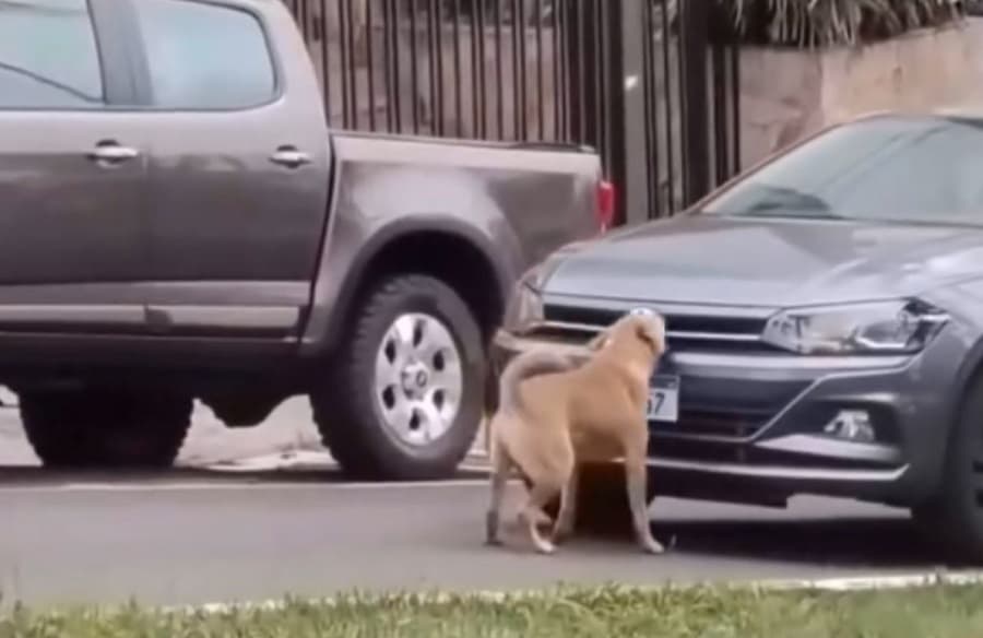 Agente acredita que ação de animal foi "livramento" de algo (Foto: Divulgação)