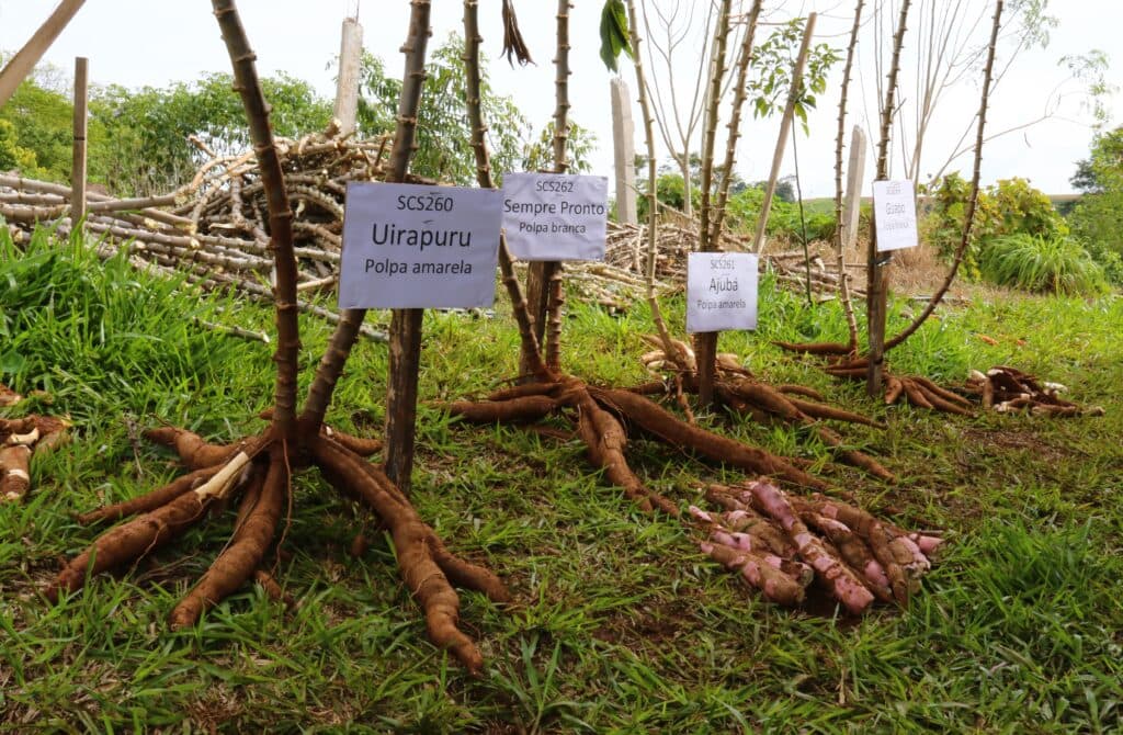 Agricultores participam de oficina sobre cultivo e preparo da mandioca (Foto: Ascom Saudades)