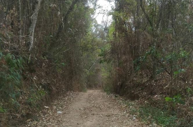 Trilha vira pesadelo: abelhas atacam grupo no interior de Cunha Porã