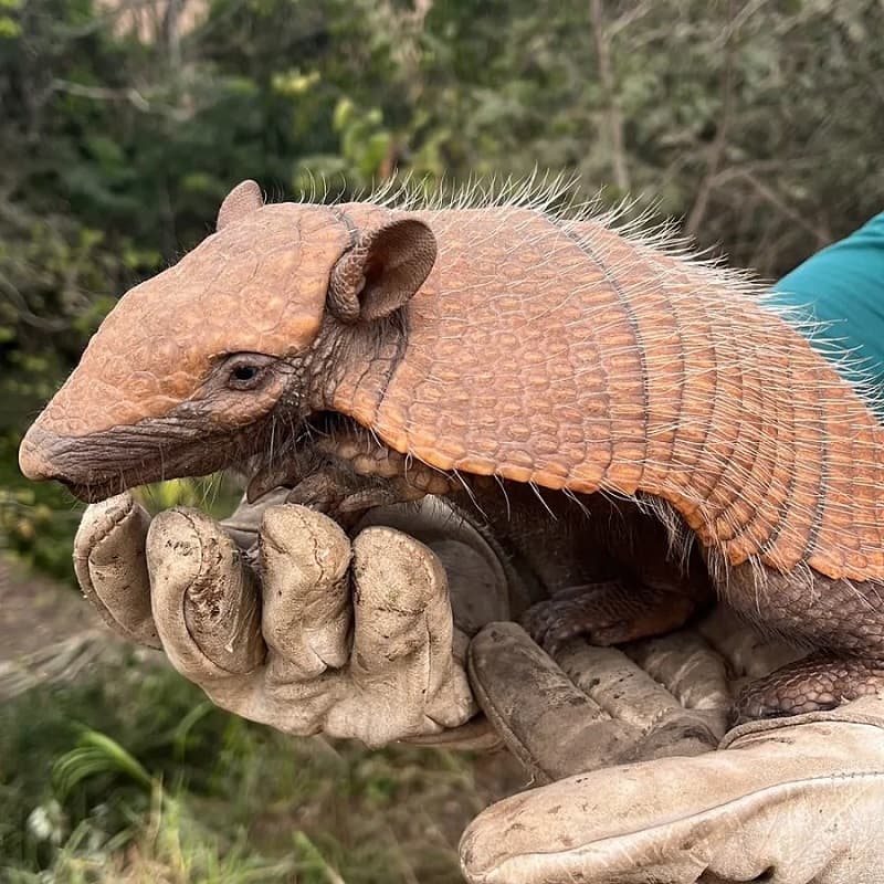 Animais estavão saudáveis e foram devolvidos a natureza (Foto: Divulgação DNIT)