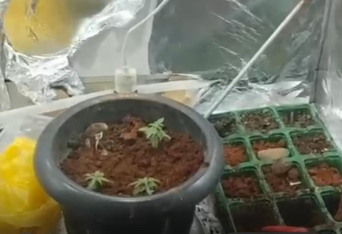 Entorpecentes achados em Maravilha (Foto: Polícia Militar)