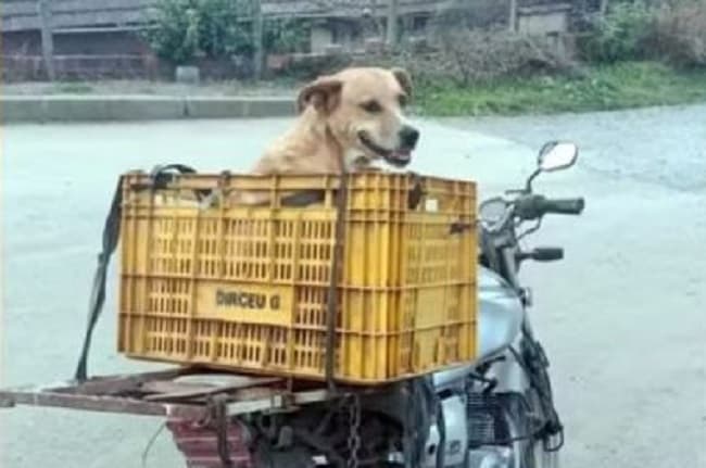 Expressão do cão: vem pra "caixa" você também (Foto: Polícia Militar)