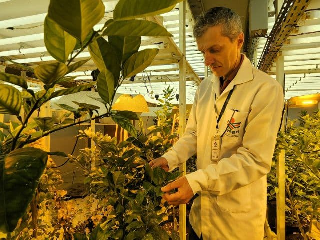 Epagri desenvolve tecnologia para produção de mudas mais produtivas e saudáveis