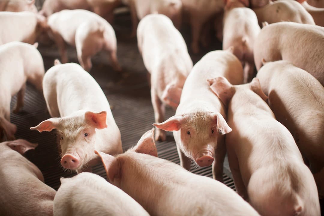 Carne suína e de frango são destaques e fazem SC bater recorde de exportação