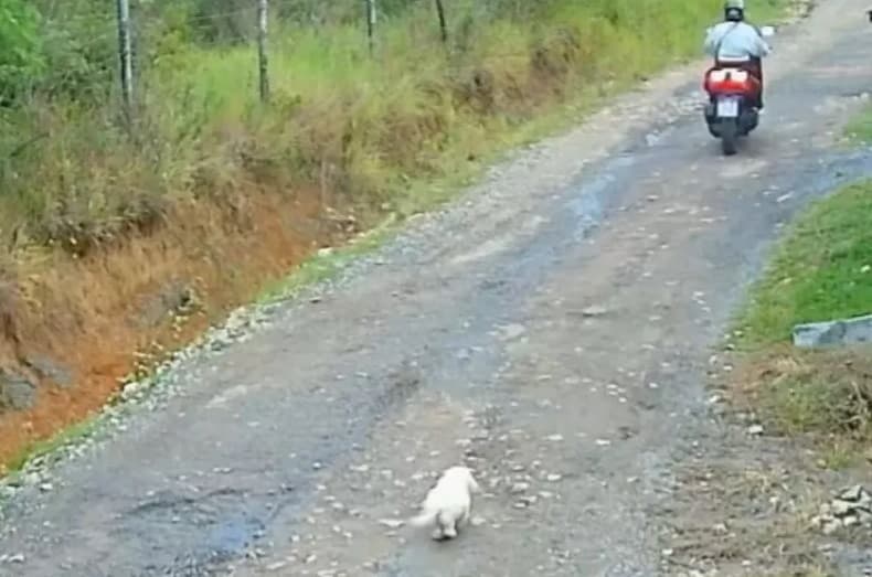 Abandonado, mas fiel: cãozinho corre atrás da dona em Santa Catarina