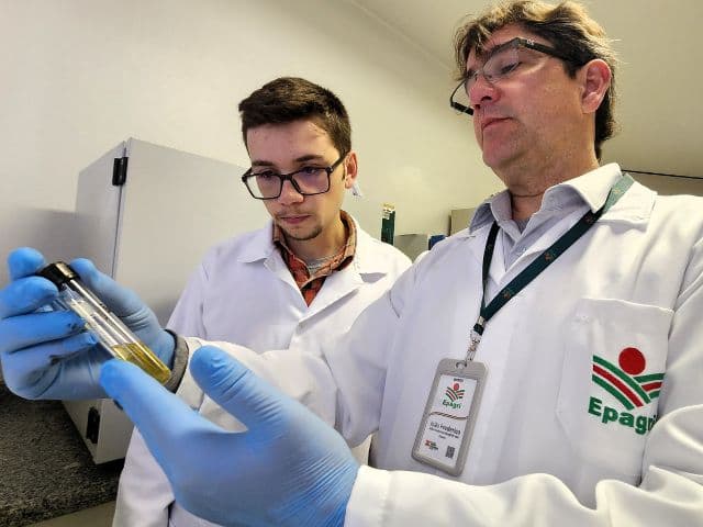 Pesquisa da Epagri usa “bactérias do bem” para fortalecer plantas e reduzir uso de químicos