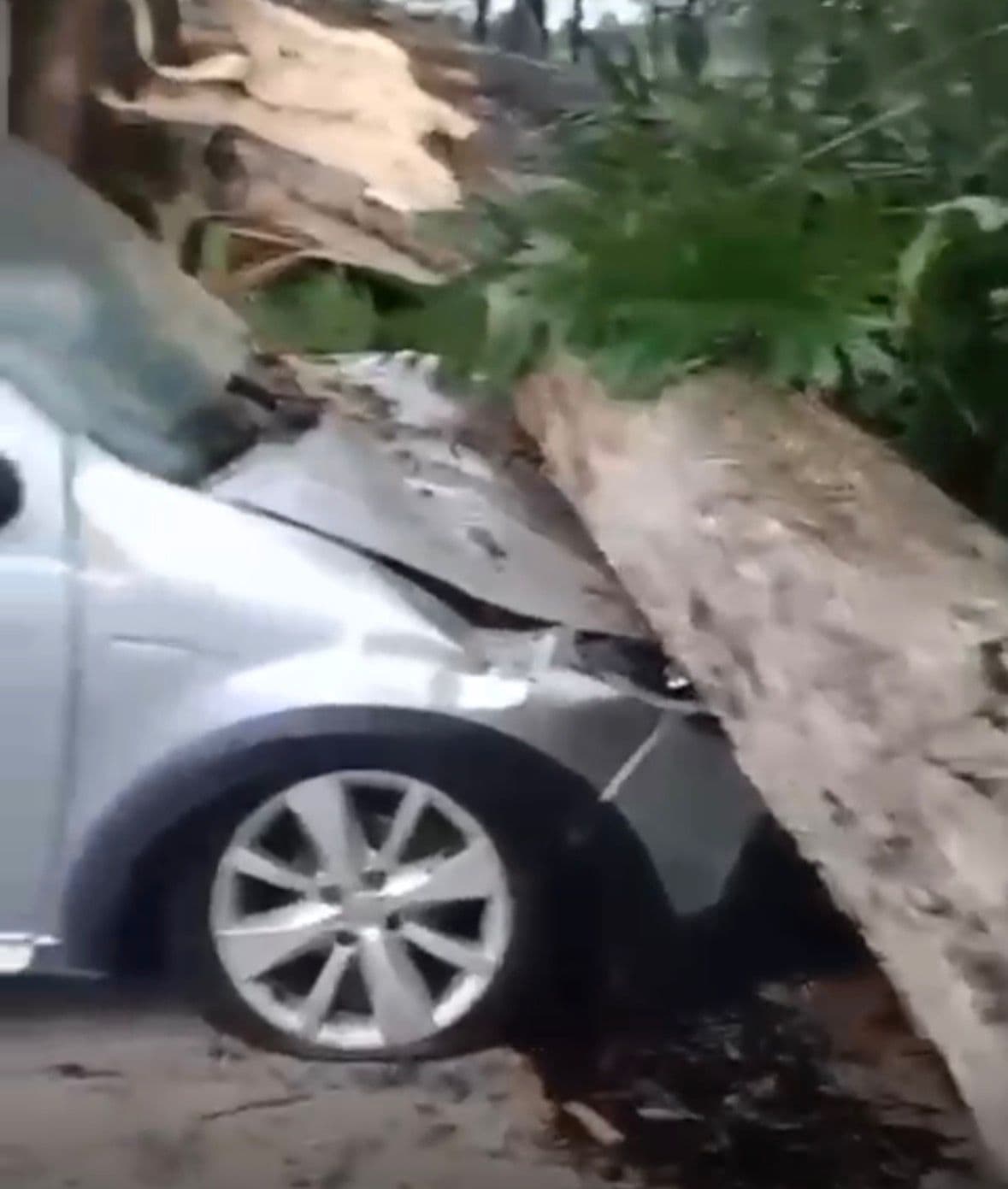 Ventania provoca queda de árvore em cima de carro em Mondaí