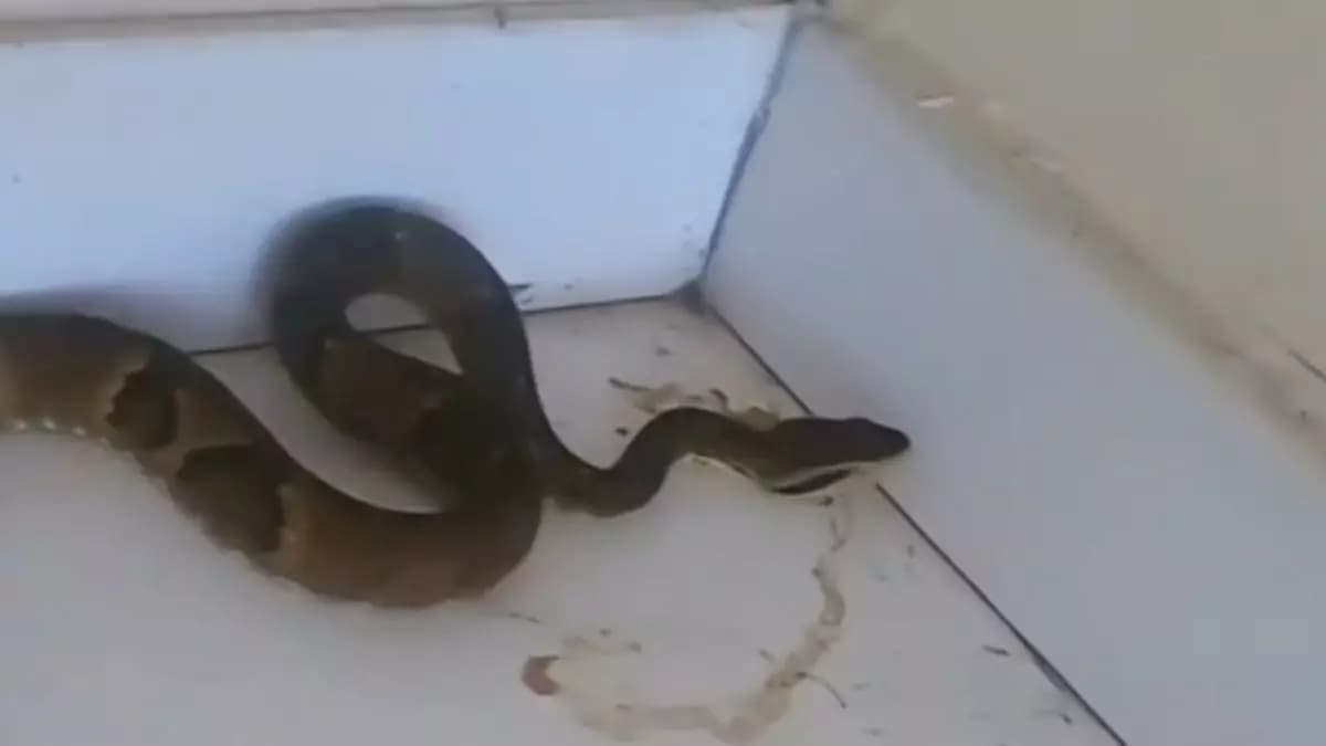 Jararaca faz visita inesperada a motel