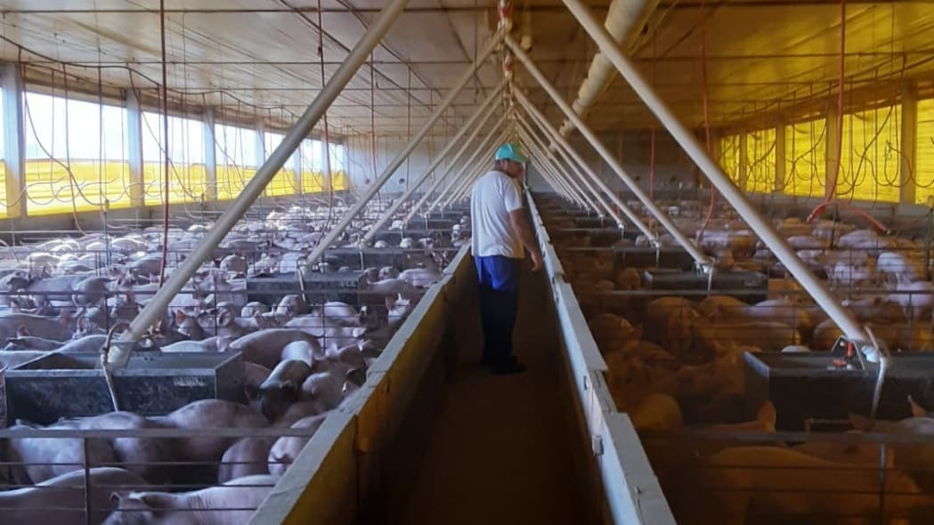 Granjas de suínos em SC terão 60 dias para se adequar a novas regras de biosseguridade