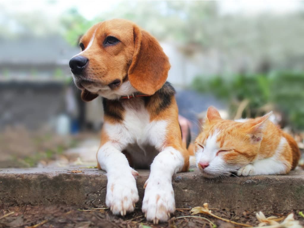 SC registra 143 municípios inscritos no programa de castração de cães e gatos