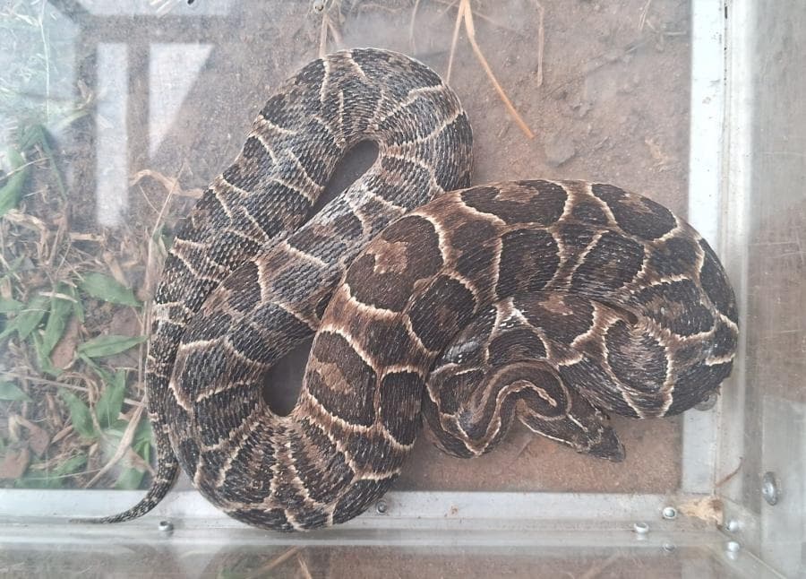 Serpente de 1,1 metro que vibra a cauda e dá o bote é capturada