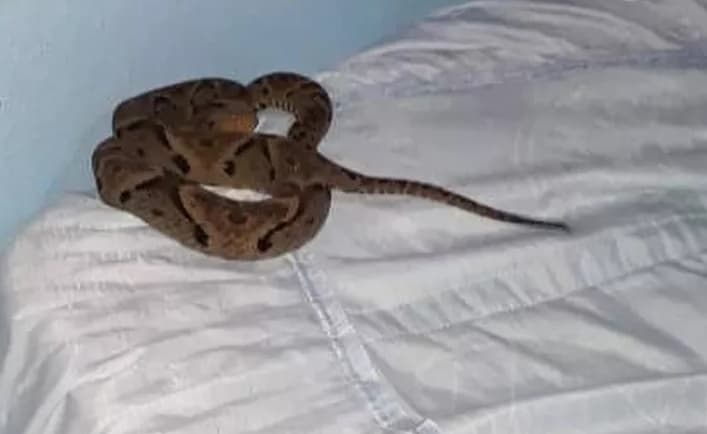 Espécie é perigosa e cuidados devem ser redobrados (Foto: Divulgação )