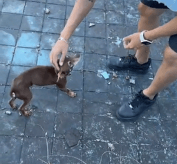 Cachorro ganhou novo lar (Foto: Redes sociais)