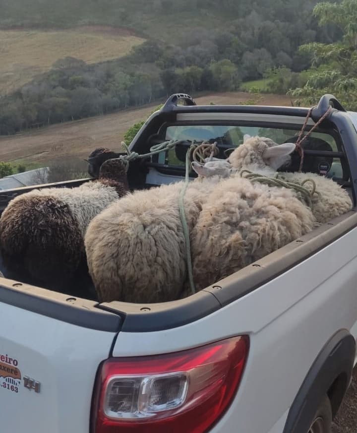 Depois de dois meses, ovelhas furtadas em Xanxerê retornam ao dono