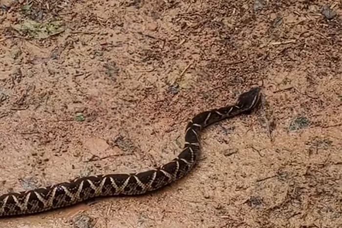 Serpente é capaz de injetar grande quantidade de veneno (Foto: Divulgação)
