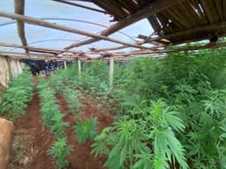 Cultivo da planta em Abelardo Luz (Foto: Polícia Civil)