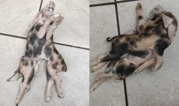 Pedro Engel, Rádio Alternativa