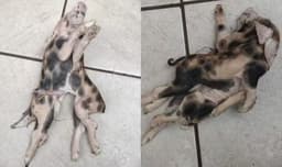 Pedro Engel, Rádio Alternativa