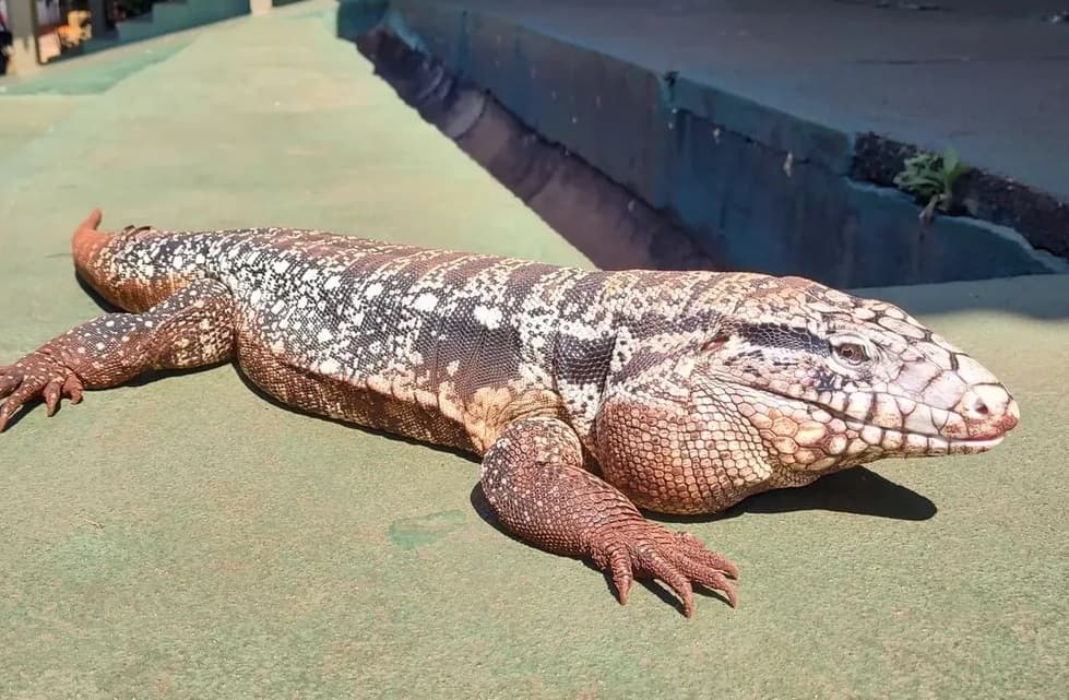 "Tião Lacoste" tomando banho de sol em pátio do colégio (Foto: Redes Sociais)