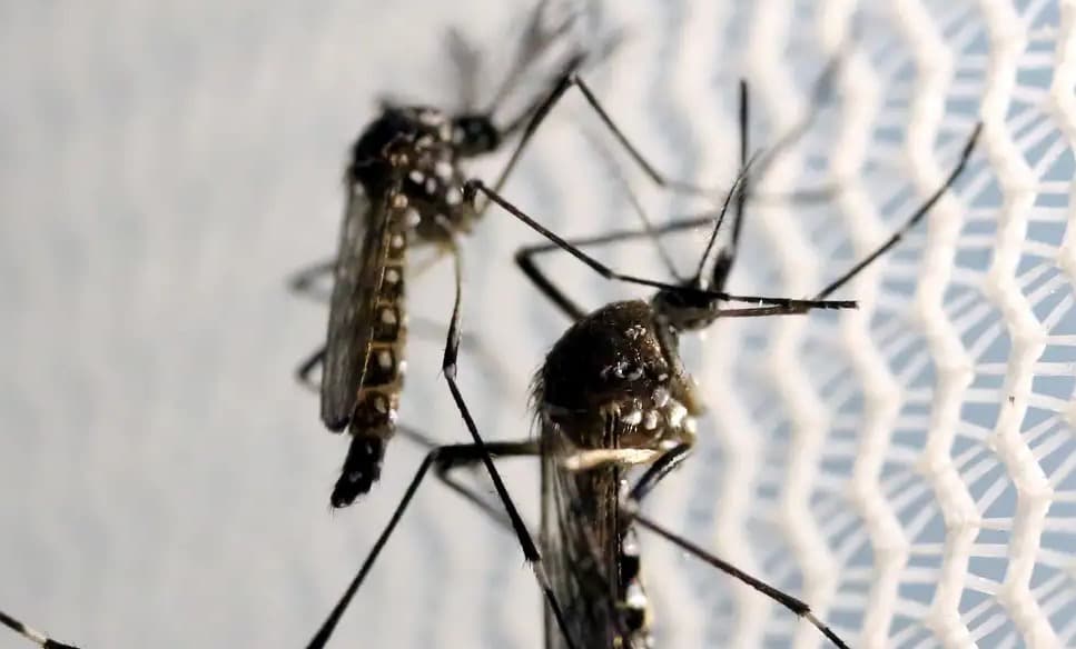 Pinhalzinho confirma sete casos de dengue