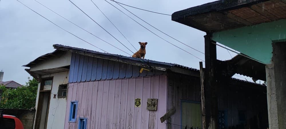 Caramelo sobe em telhado e dá trabalho para socorristas