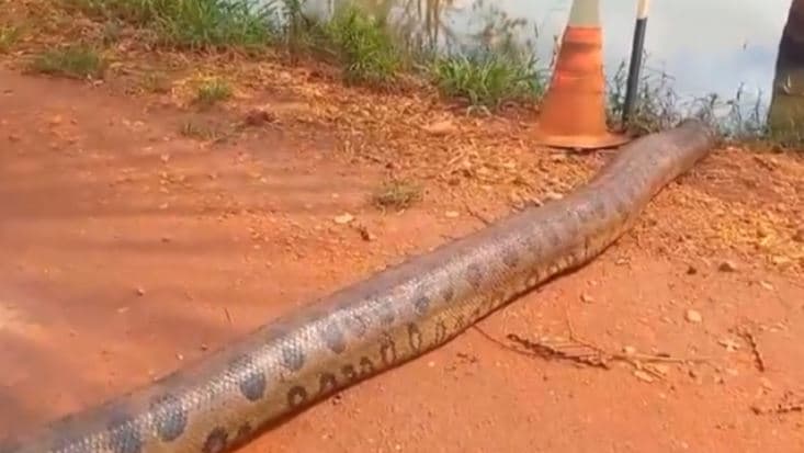 Sucuri é filmada tomando banho de sol em estrada      