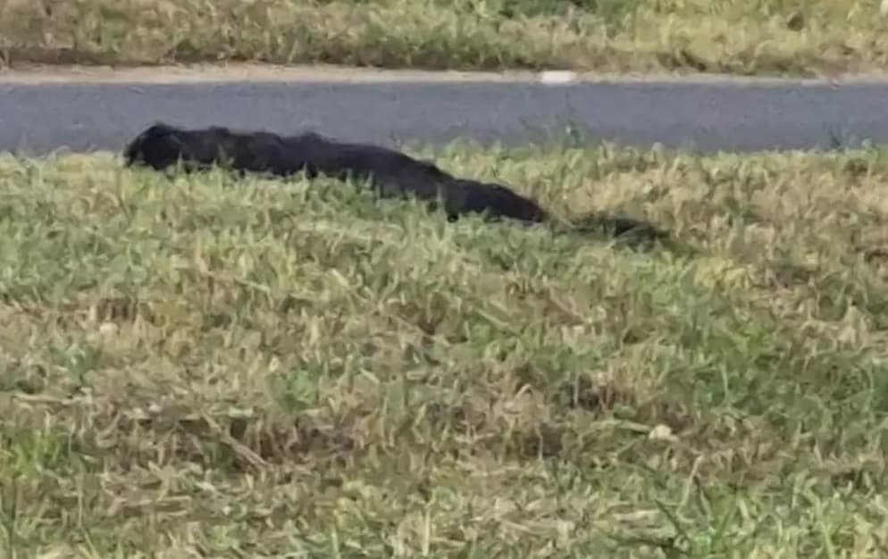 Animal não resistiu aos ferimentos (Foto: Divulgação)