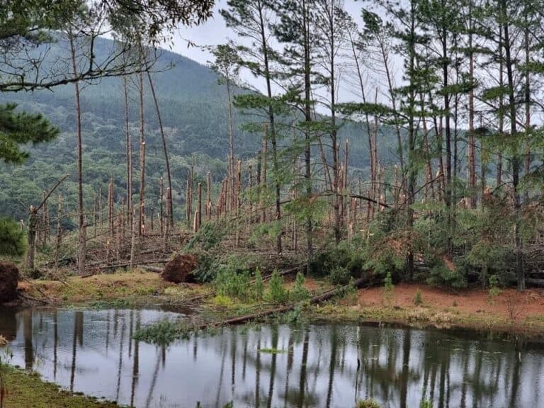 Defesa Civil de Santa Catarina confirma tornado em Santa Cecília