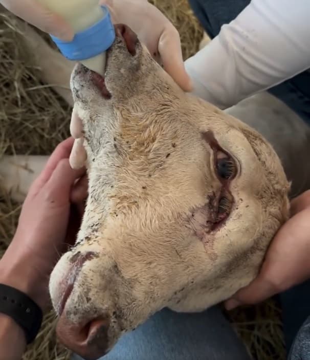 Bezerra com duas cabeças nasce em Belmonte, no Oeste de SC