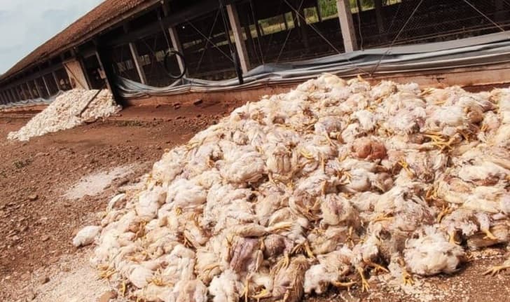 Falta de energia causa morte de 8 mil frangos