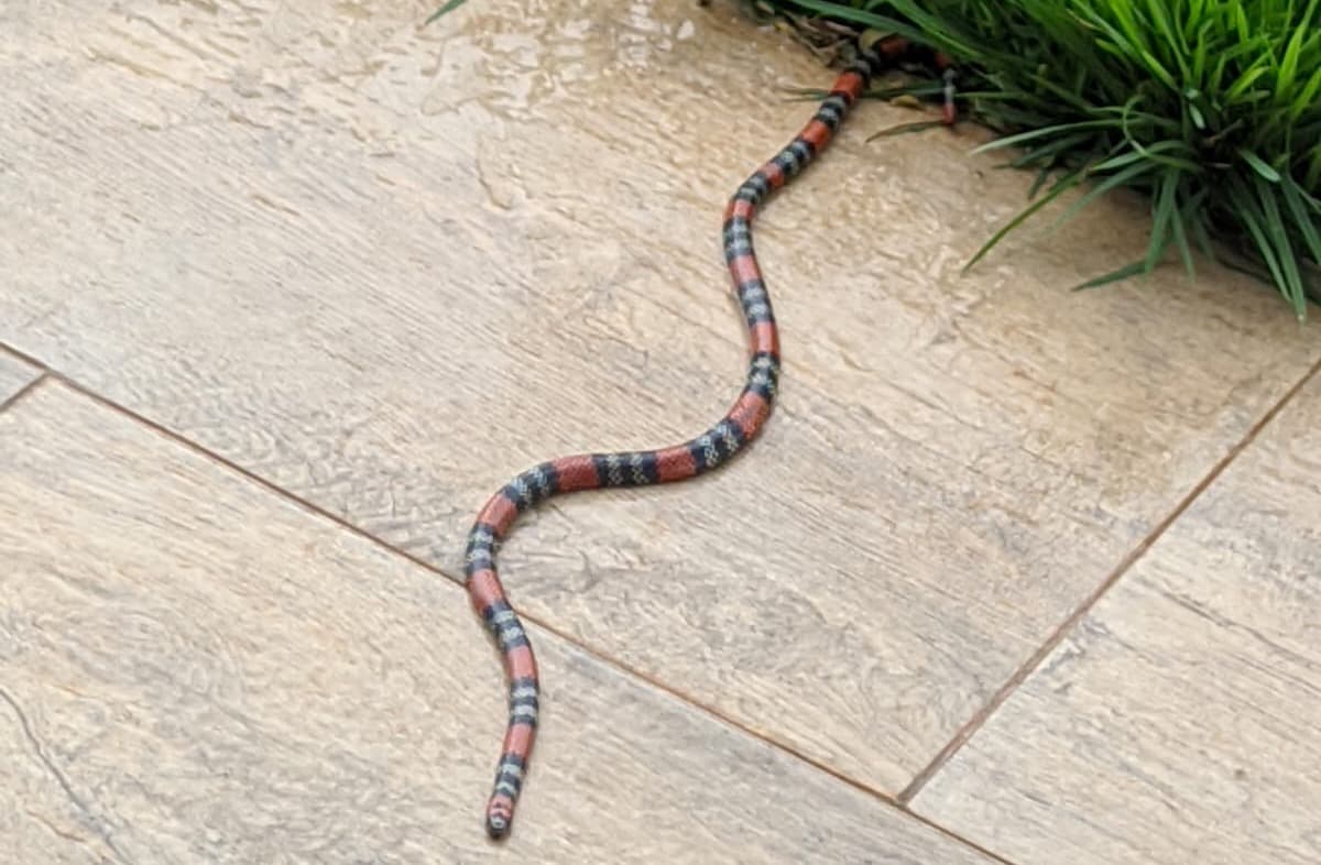 Serpente estava passeando  (Foto: Divulgação)